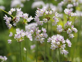 Allium roseum  bestellen